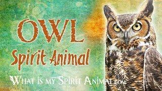 Owl Spirit Animal | Owl Totem & Power Animal | Owl Symbolism & Meanings