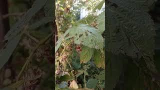 Чай из малины и смородины. Из сухого получается вкуснее!