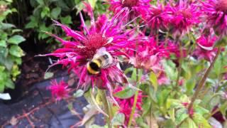 Plants for Bees in August