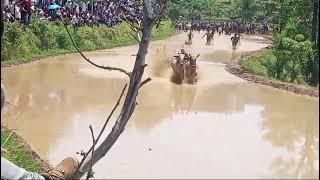 shootu mirza OX race part 1 village dahlori jamola Dangal place dhanora dhani dar