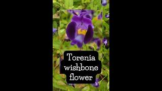 Torenia wishbone flower | Wishbone flower plant #shorts #garden #torenia