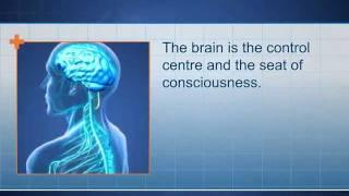 Central Nervous System & Peripheral Nervous System (CNS/PNS)