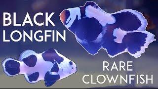 Black Longfin Clownfish from Sea & Reef Aquaculture