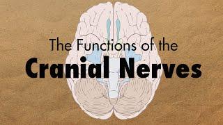 The Functions of the Cranial Nerves - MEDZCOOL
