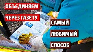 Как объединить пчелиные семьи ЧЕРЕЗ ГАЗЕТУ. ОЧЕНЬ ПРОСТО