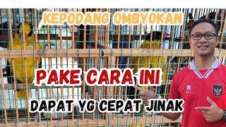 CARA MEMILIH BURUNG KEPODANG OMBYOKAN YANG MUDAH JINAK DAN GACOR