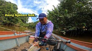 MANCING BAUNG!!! Ini Yang Bikin Gatal Tangan Pemancing Baung