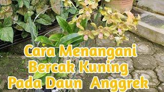 Penanganan Daun Timbul Bercak Kuning pada Dendrobium dimusim Hujan