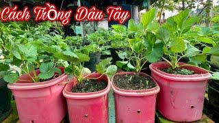 Cách Trồng Dâu Tây Chịu Nhiệt | Phúc Phan Farm