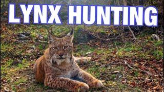 Lynx Hunting