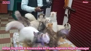 Persian Cat in Quit... Aditya Dog Point & Accessories an Foods..Rajendra nagar,Peernagar-09451916566