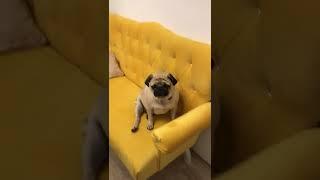 Диван Ушастый от фабрики Мастер Трон