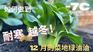 【耐寒蔬菜】零下7度，怎样让你的菜地 没有暖棚也有新鲜菜收？cold hardy vegetable