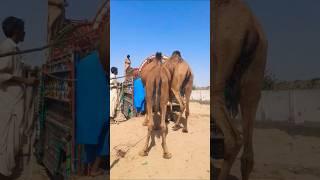مشهد مثير للاهتمام لتحميل الجملين في سيارة معًا