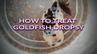 How To Treat Goldfish Dropsy