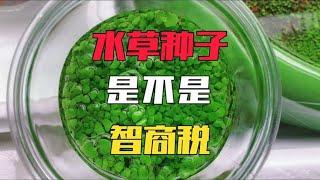 水草种子是不是智商税？只有自己试了才知道