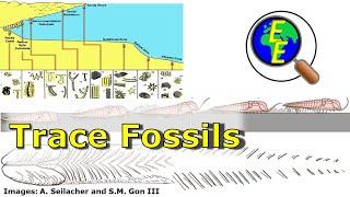 Trace Fossils, Ichnofacies, and Bioturbation