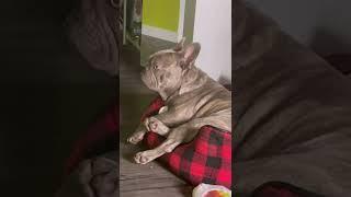 Morning Conversation With My Lilac French Bulldog