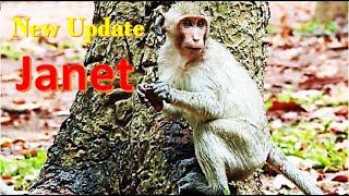 ohhhh ! Janet monkey Lose Jane Monkey During Rain Drop . Janet monkey update