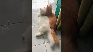 KUCING PACARAN