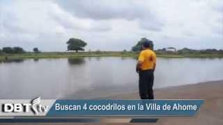 Buscan 4 cocodrilos en la Villa de Ahome