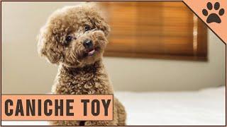 Caniche Toy (Toy Poodle) Información De Raza De Perro | Perros Mundo