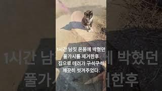 〔땅순이TV〕 나에겐 너무 예쁜 복돌이 (1화)