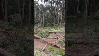 Felling Australian Hardwood timber under permit #stihl #ms500i #felling #arborist