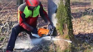 Holzernte, Waldarbeit, Baumfällung kranker Eschen mit John Deere