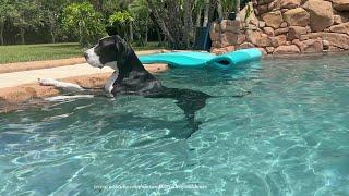 Funny Dipping & Sipping Great Dane Loves To Stand In The Pool