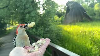 Hand-feeding Birds in Slow Mo - Red-bellied Woodpecker, Red-winged Blackbird