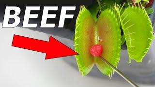 Top 10 Venus Flytraps - Compilation