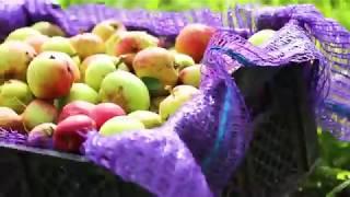 Токсовская Сидрерия - Святой Домкрат