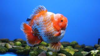 High quality Hong Kong Goldfish and Thailand Goldfish