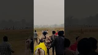 tranding Bull race punjab #punjabi #viralvideo #trending