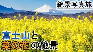 菜の花,吾妻山公園から見る菜の花と富士山の写真を撮るには運が必要だった。vlog japan,Mt. Fuji