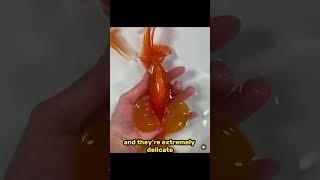 Goldfish breeding taken too far - Bubble Eye Goldfish