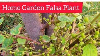 Phalsa Plant in My Home Garden| Falsa Plant in My Garden