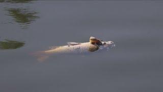 NYSDEC investigating reason for hundreds of dead fish in Buffalo River