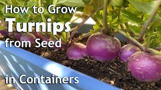 How to Grow Turnips from Seed in Containers: Planters and Grow Bags