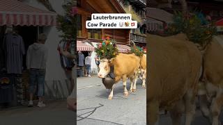 Cow parade (Alpabzug) in Swiss village  #lauterbrunnen #switzerland #swissvillage #swissalps