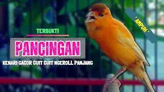 SUARA Pancingan Kenari PAUD Belajar BUNYI || Suara KENARI GACOR Durasi Panjang CUIT CUIT || Part 202