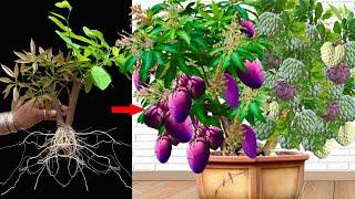 New Grafting Mango With Sweetsop Using Raw milk and Eggs |​ How to Growing plant At Home