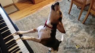 ¡Buddy Mercury, el perro que canta y toca el piano!