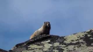 Mt. Rainier Screaming Marmot