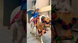 Horse video  | #horse #horses #ghoda #cutebaby #ytshorts #viral #trending #shortsfeed #ytvideo