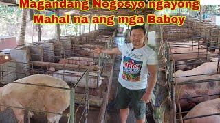 Kayang Kumita ng 120K per Month sa 20 Inahing baboy? Wow