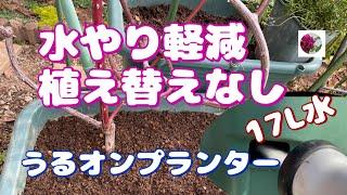 水やり軽減　植え替えなしのうるオンプランターで薔薇の栽培の管理　＊概要欄もご覧くださいね。