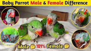 Baby Parrot में Male Female कैसे पहचाने ? || Baby Parrot Male & Female Difference