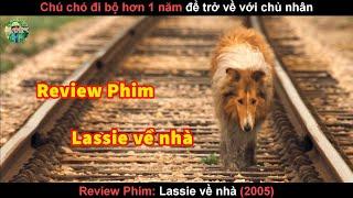 Chú Chó đi bộ 1 năm Tìm Đường Về Nhà - review phim lassie về nhà